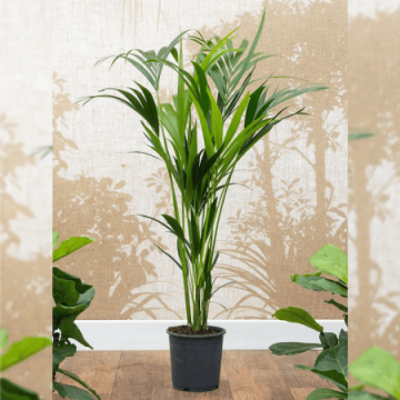 Appealing Areca Palm Plant