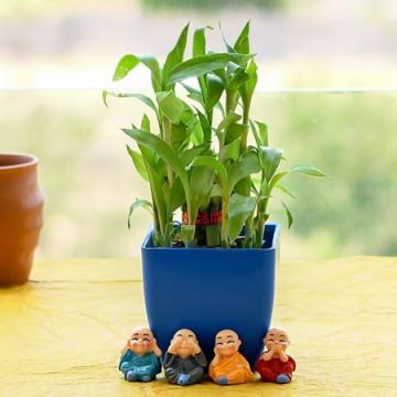 Attractive Lucky Bamboo Plant