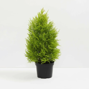 Charming Cypress Golden Plant