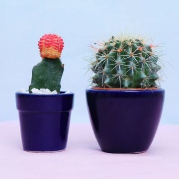 Combo of 2 Cactus Plant