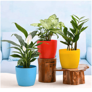 Combo Of Three Indoor Plants