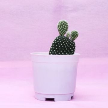 Cute Bunny Ear Cactus Plant