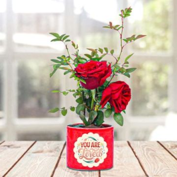 Delightful Red Rose Plant