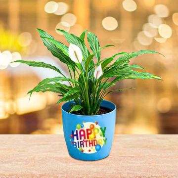 Elegant Peace Lily Plant