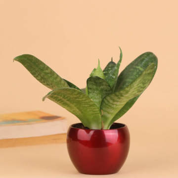 Exotic Air Purifying House Plant