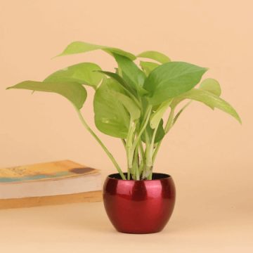 Financial Prosperity Green Money Plant