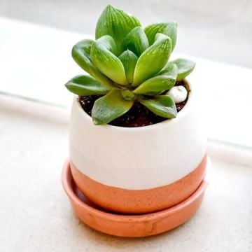 Haworthia truncata Green Rose Plant
