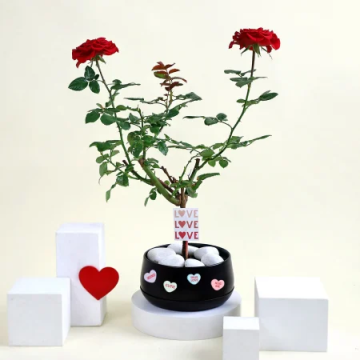 Romantic Red Rose Plant