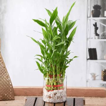 Three Layer Lucky Bamboo Plant