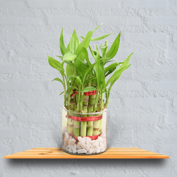 Two Layer Lucky Bamboo Plant
