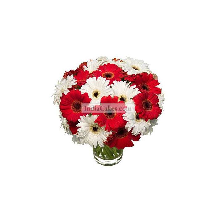 Red and White Gerberas in Vase Red and White Gerberas in Vase