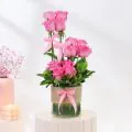 Elegant Arrangement of 10 Pink Roses thumbnail